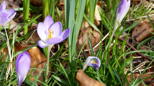 Purple and white crocuses emerging from the grass